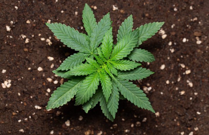 How To Select The Optimal Soil For Growing Cannabis?